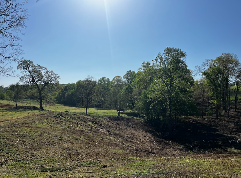 A field with trees and grass on a sunny day