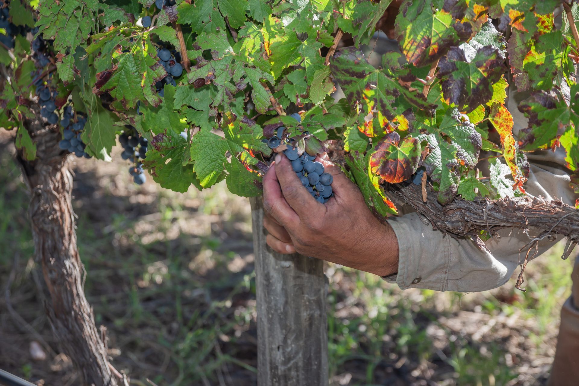 A man is picking grapes from a vine in a vineyard.