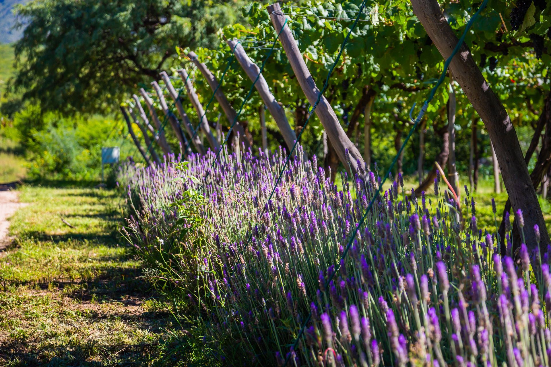 A row of purple flowers growing next to a dirt road.