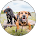 A blurry picture of two dogs standing next to each other in a field.