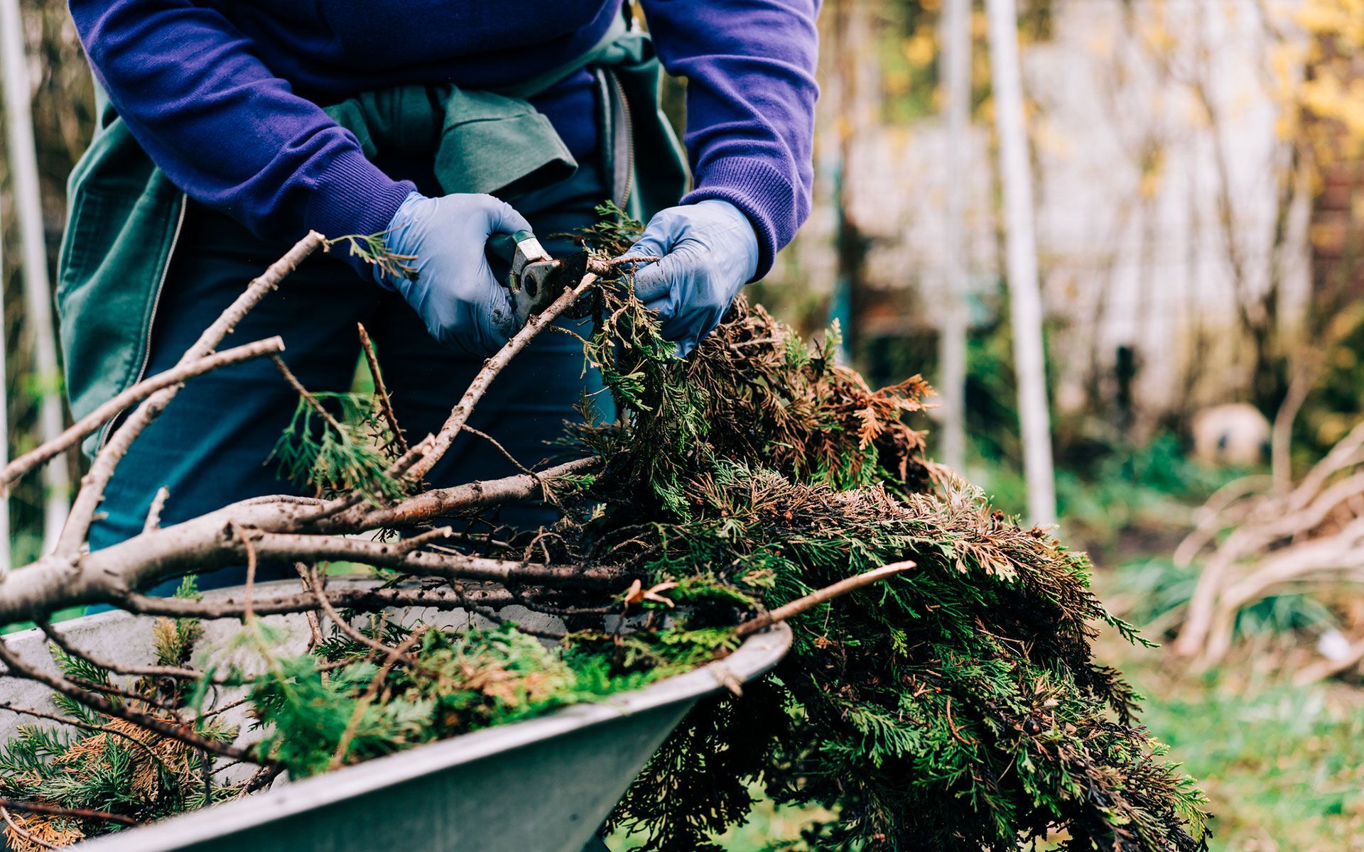 A man is cutting branches in a wheelbarrow.