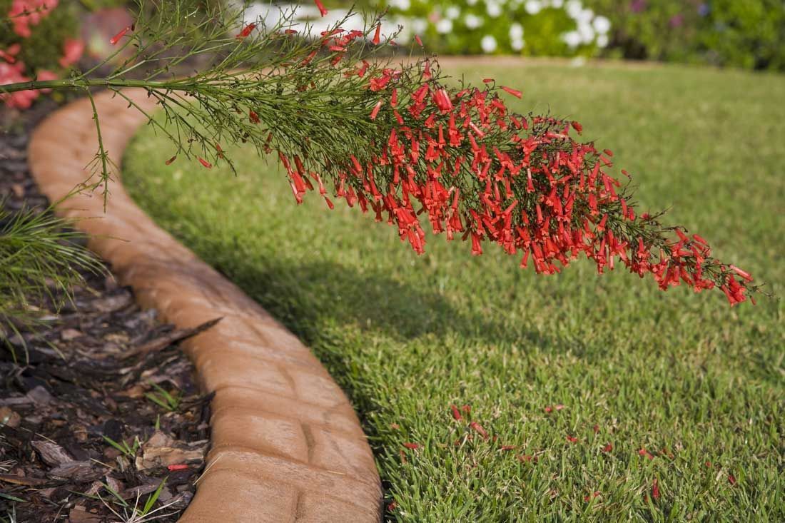a bush with red flowers along a path in a yard