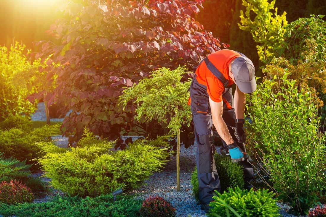 a man is cutting a bush in a garden
