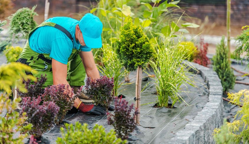 a man is planting trees in a garden