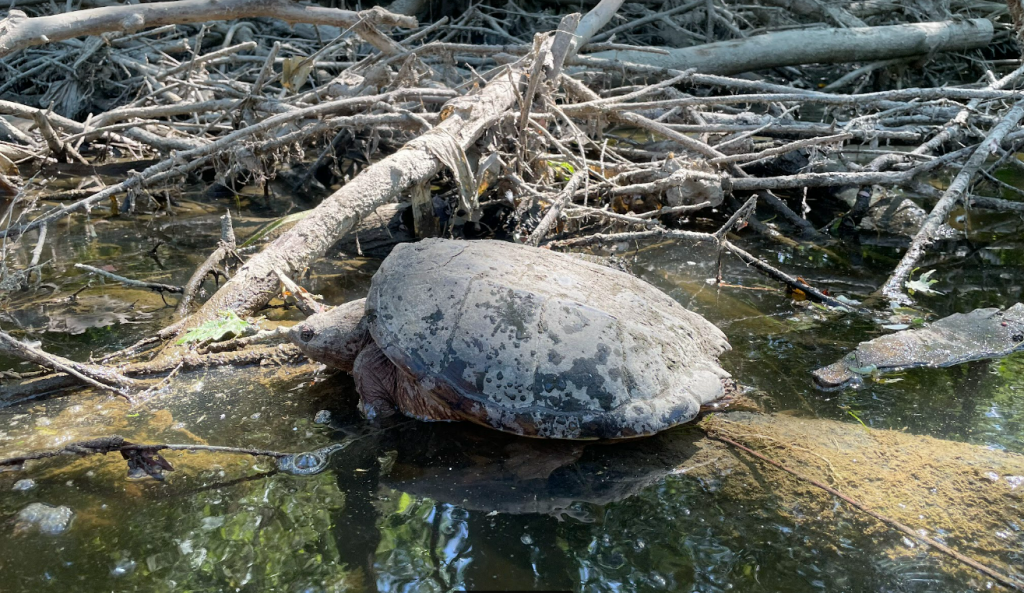 A large snapping turtle sits on a log in the Flint River