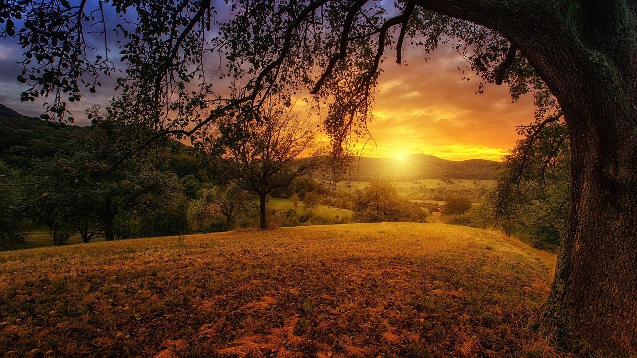 Sunset over a field, framed by a tree. Orange and yellow sky, green trees in the background.
