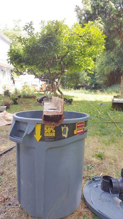 A bonsai tree is growing out of a trash can.