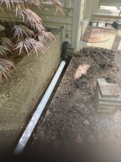 A white pipe is laying in the dirt next to a tree.