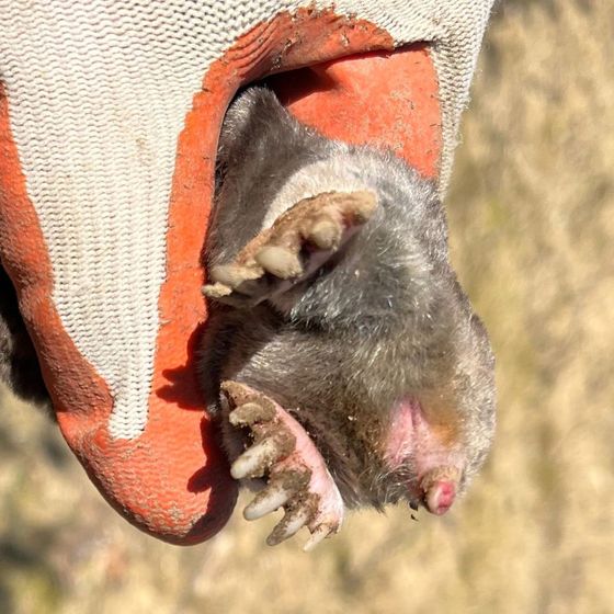 A person is holding a mole with its mouth open