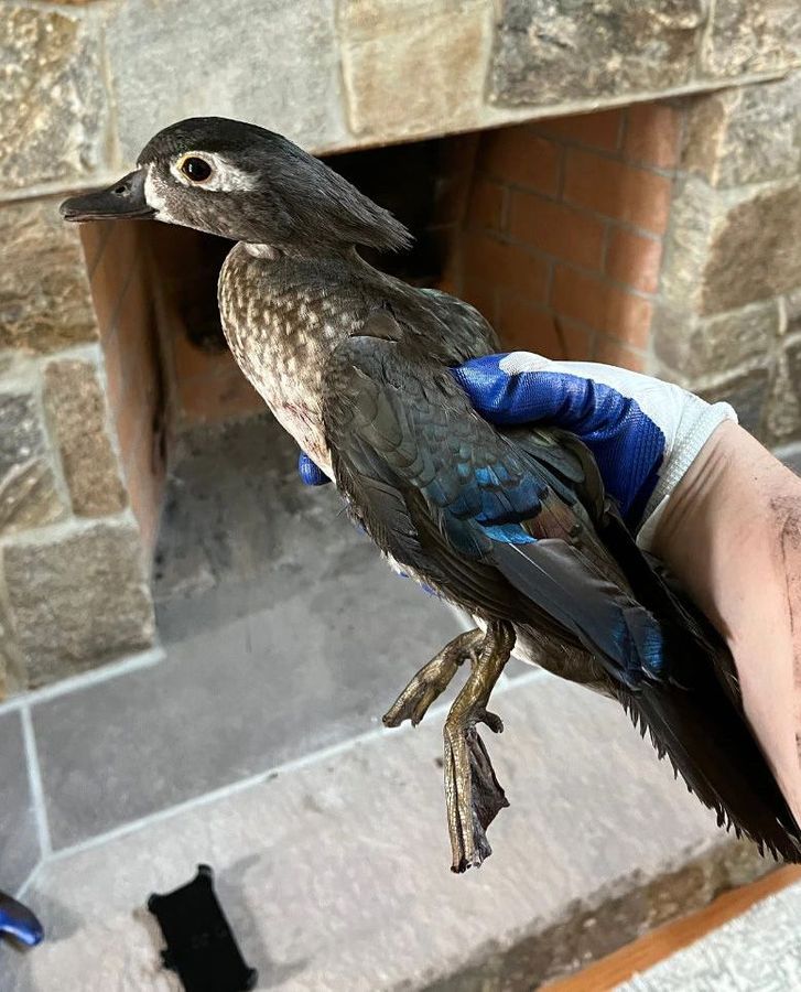 A person is holding a small bird in their hand.