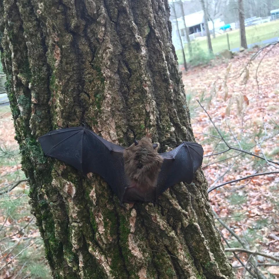 A bat is hanging upside down on a tree trunk.