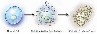 A Diagram of A Normal Cell, Attacked by Free Radicals, and with Oxidative Stress — Alchemy Wellness Centre In Bangalow, NSW