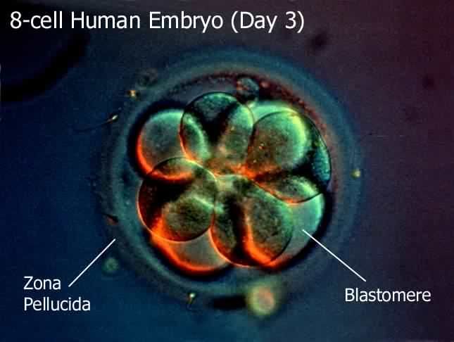 A Picture of An 8 Cell Human Embryo Day 3 — Alchemy Wellness Centre In Bangalow, NSW