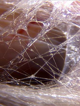 A Close up Of a Spider Web with A Spider on It — Alchemy Wellness Centre In Bangalow, NSW