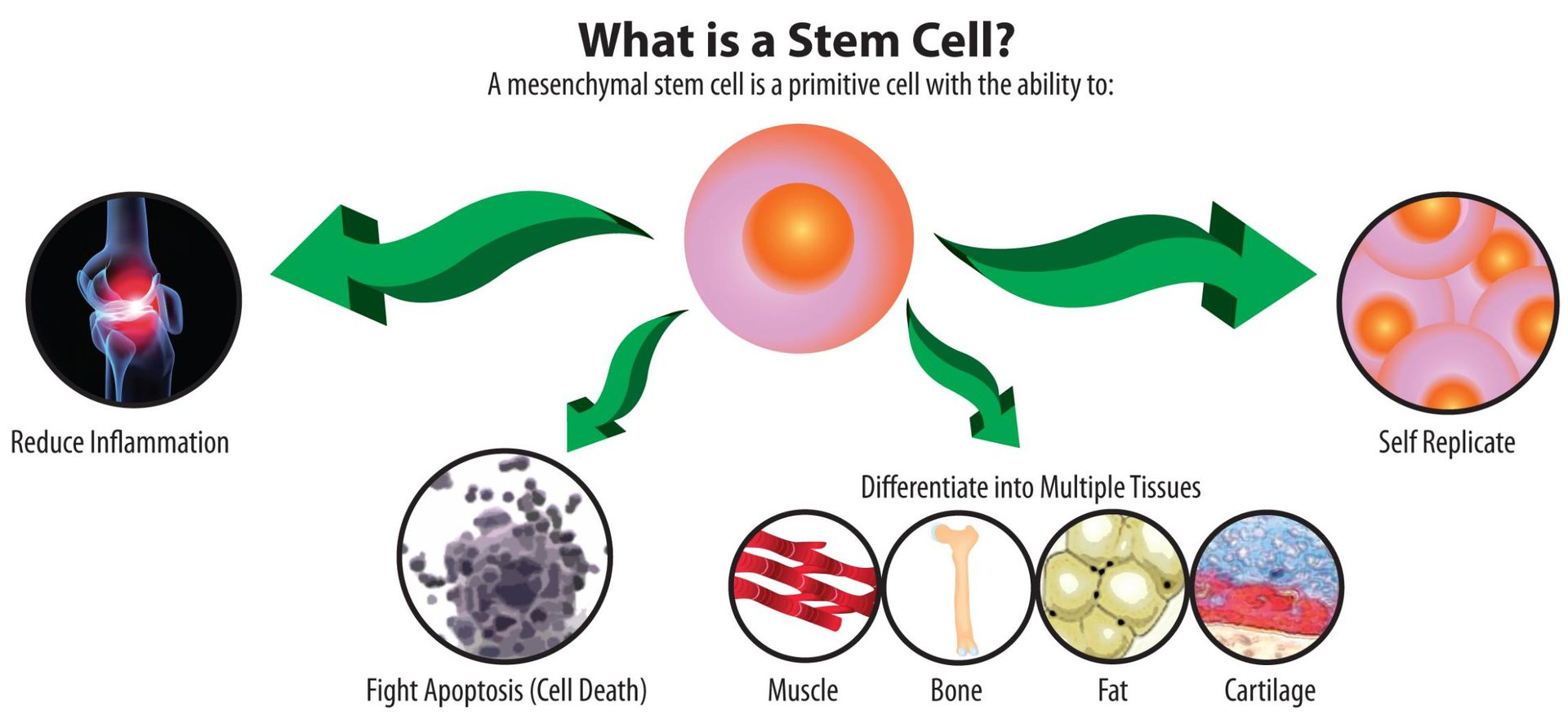 A Diagram Showing What Is a Stem Cell — Alchemy Wellness Centre In Bangalow, NSW