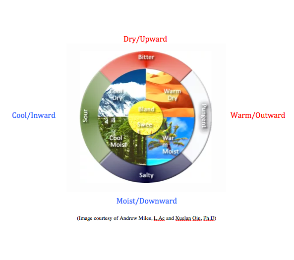 A Diagram Showing the Four Seasons of The Year — Alchemy Wellness Centre In Bangalow, NSW