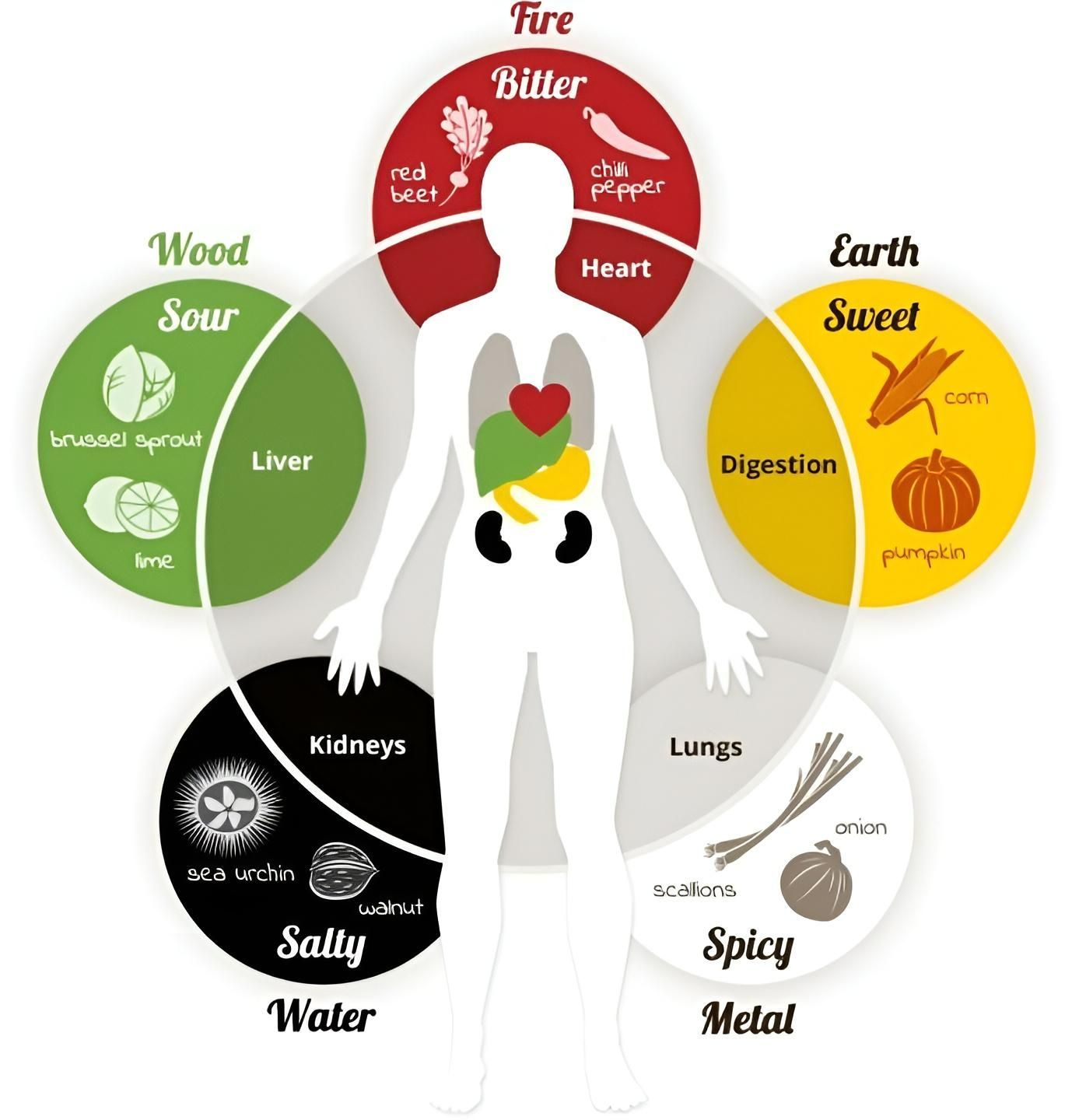 A Diagram of The Human Body Showing the Different Types of Food — Alchemy Wellness Centre In Bangalow, NSW