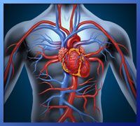 A Computer Generated Image of A Man's Heart and Veins — Alchemy Wellness Centre In Bangalow, NSW