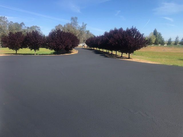Dark paved driveway lined with purple leaf trees, leading to a grassy field under a blue sky.