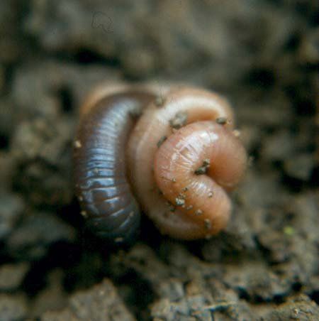 De diepgravende regenworm Lumbricus terrestris in rusttoestandd