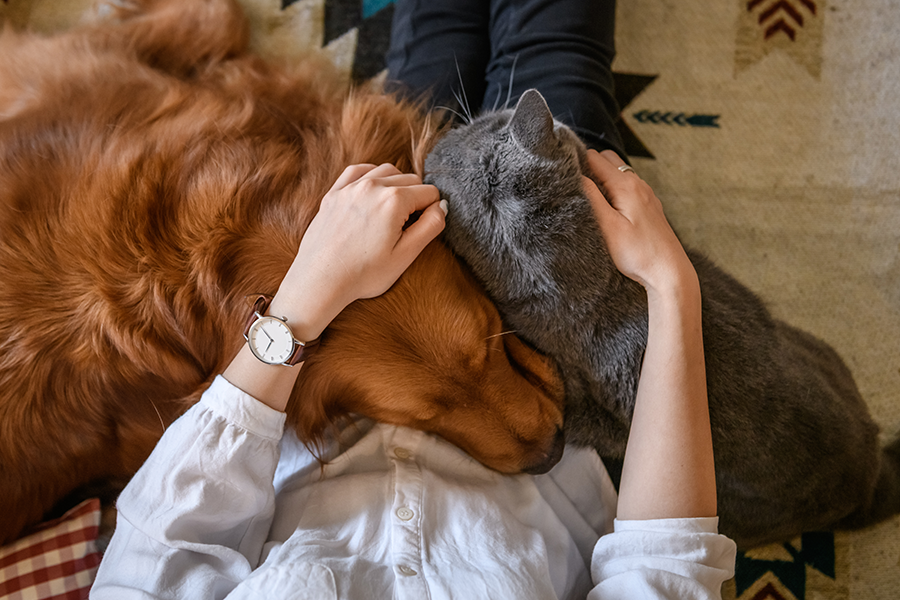 Woman petting a golden retriever and gray cat lying on her; all are on a rug.