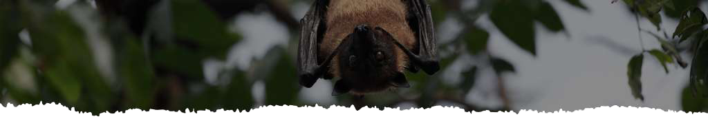 A bat is hanging upside down from a tree branch.