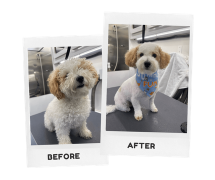 Free Dog Grooming near Me: Discover Top Local Offers