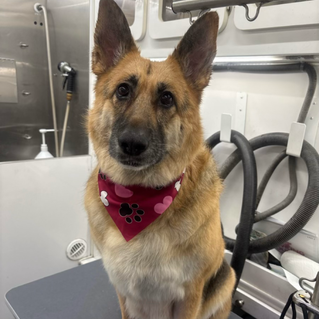 After grooming