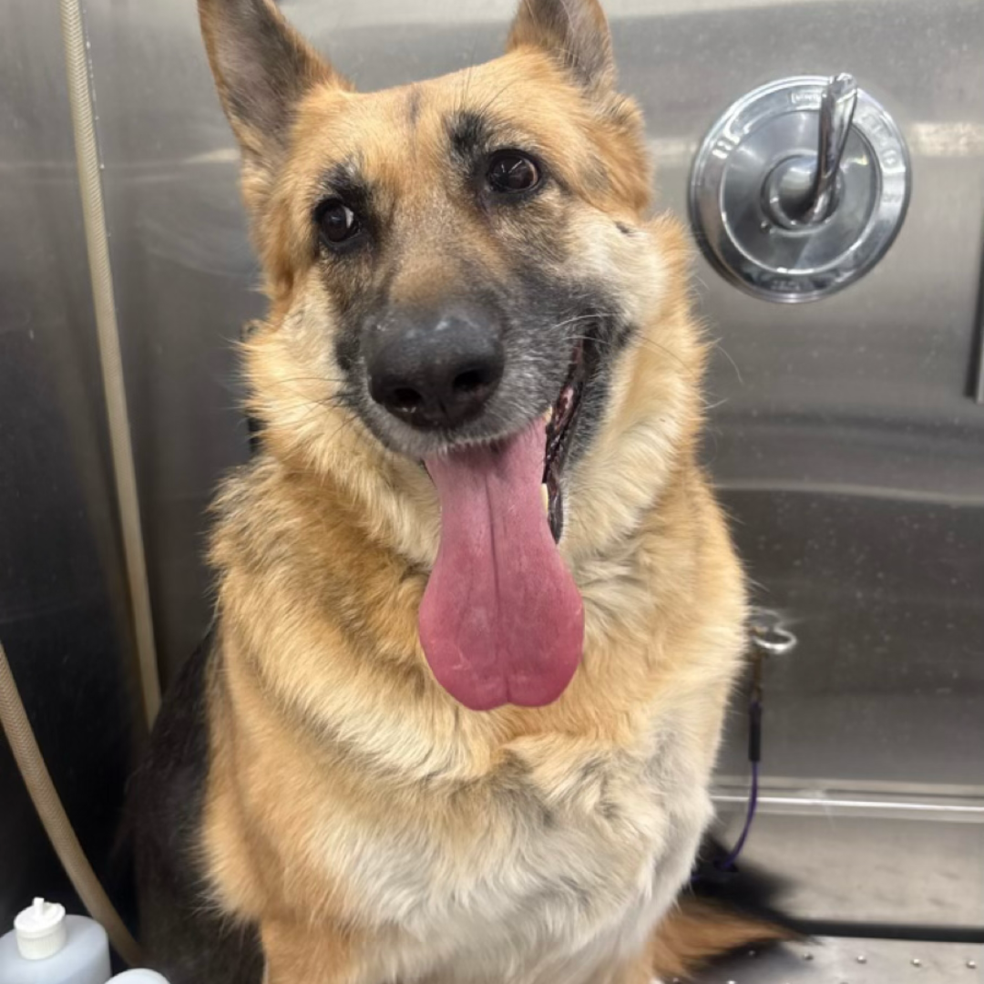 Before grooming