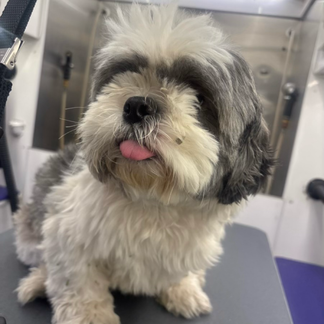 Before grooming
