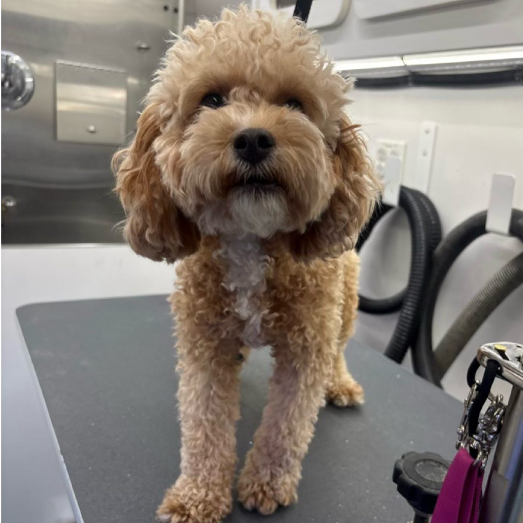 Before grooming