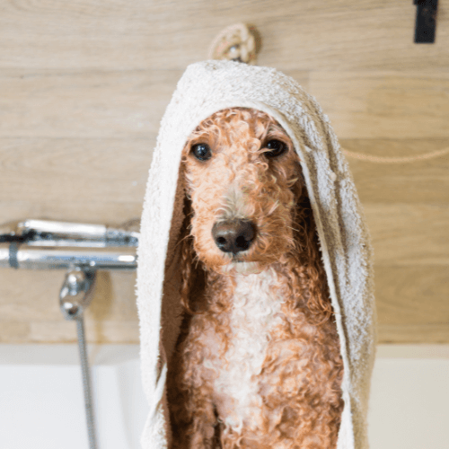 A poodle is wrapped in a towel while taking a bath.