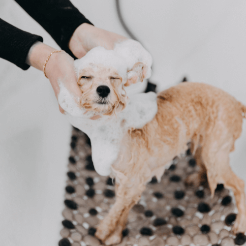 A person is washing a dog with soap and water