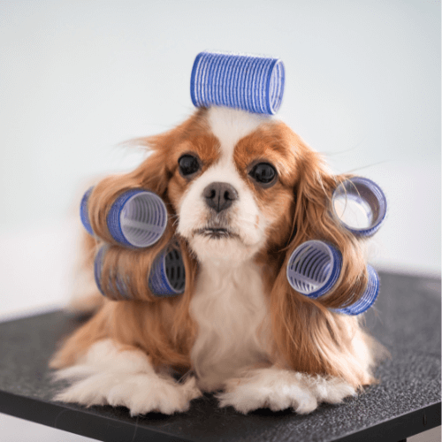 A dog with curlers in its hair is sitting on a table.