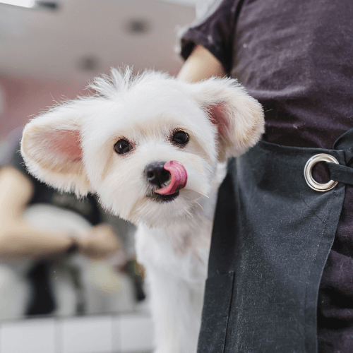 A person is holding a small white dog with its tongue out