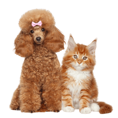 A poodle and a kitten are sitting next to each other on a white background.