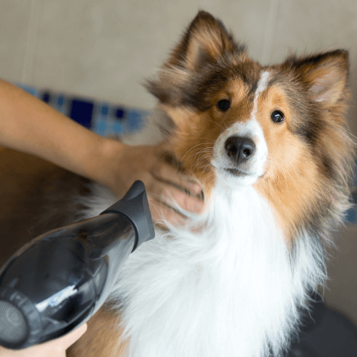 A brown and white dog is being blow dried by a person.