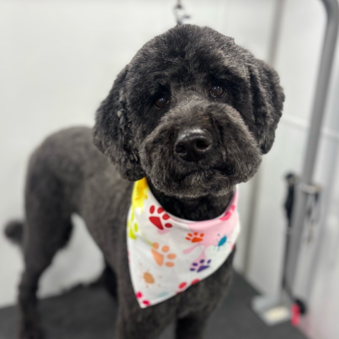 After grooming