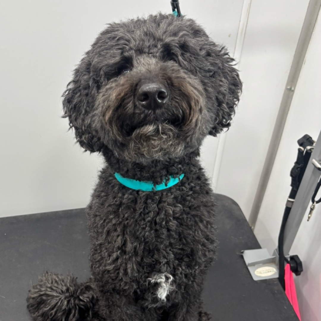Before grooming