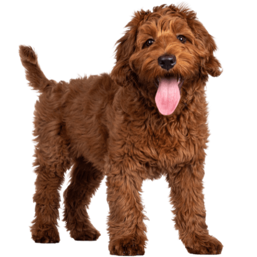 A brown dog with its tongue out is standing on a white background