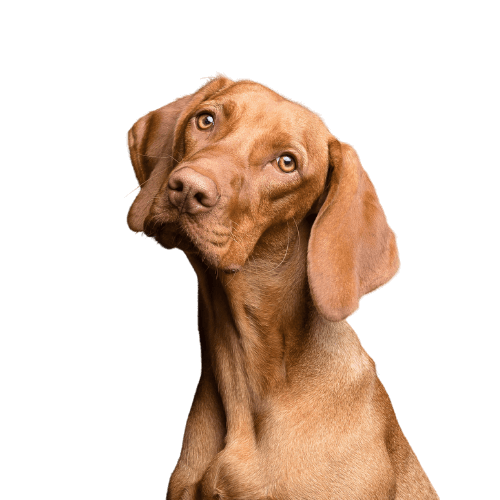 A brown dog is looking up at the camera on a white background