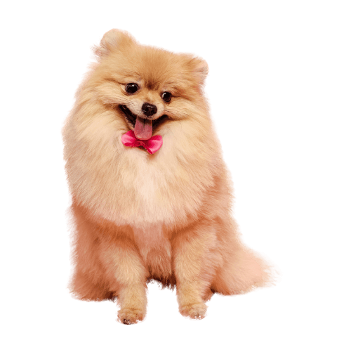 A pomeranian dog wearing a pink bow tie is sitting on a white background.