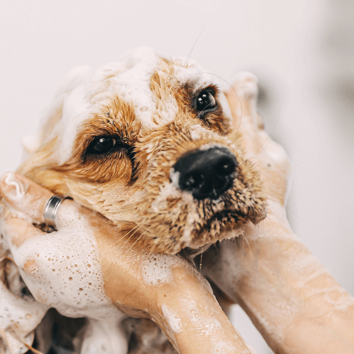 A person is washing a dog with soap and water.