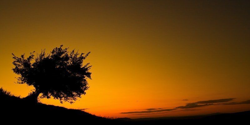 How to Become a Tree When You Die