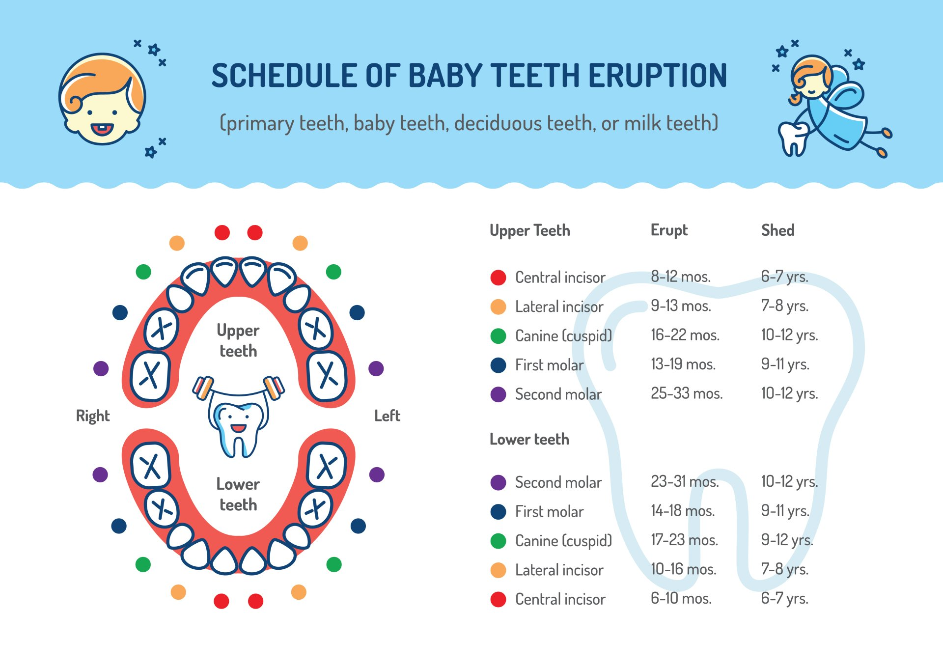 A schedule of baby teeth eruption for primary teeth , baby teeth , deciduous teeth , or milk teeth.