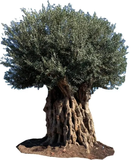 Sky Olive Tree Nursery Logo