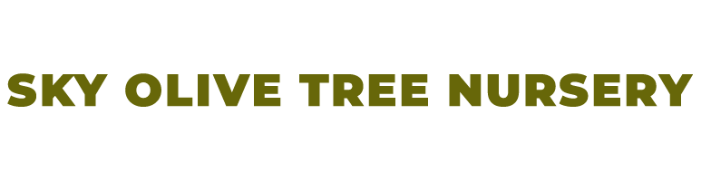 Sky Olive Tree Nursery Logo