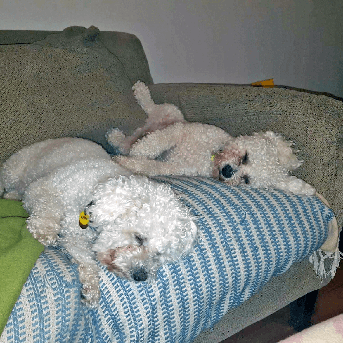 Buzzby and Fang, two fluffy white dogs, sleep on a couch