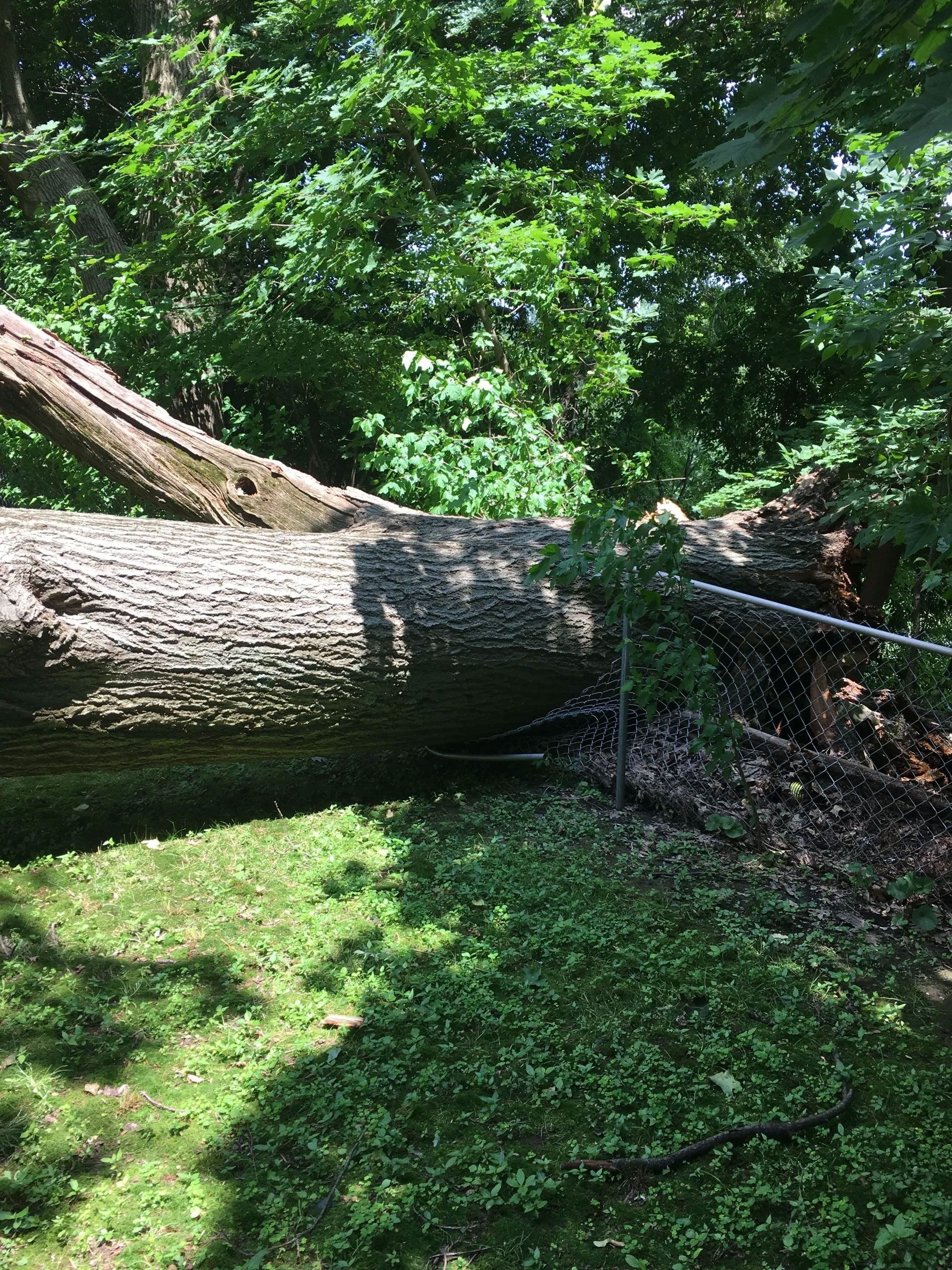 BJ Tree Service, LLC 11