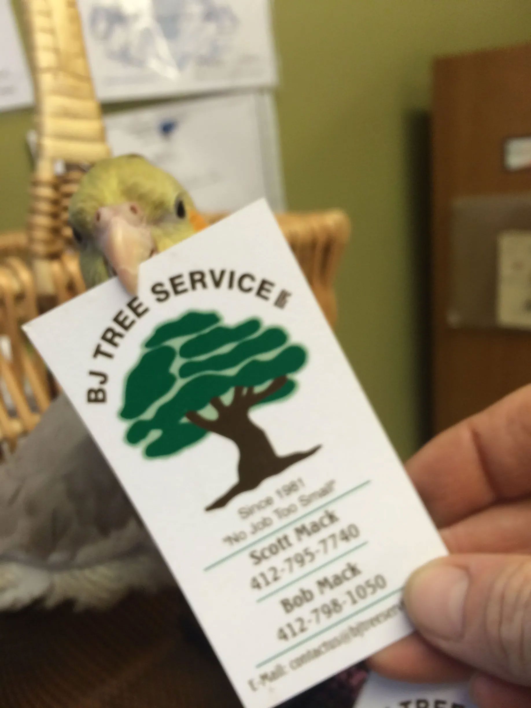 BJ Tree Service, LLC 2